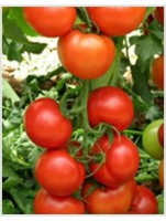 /album/fronteira-seeds/tomato-antalya-rn-1-jpg/